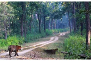 Kanha-National-Park